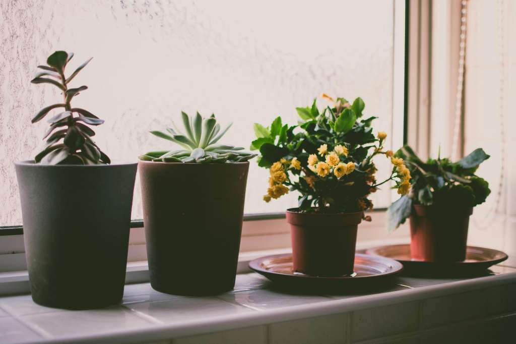 Plantas