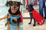 Perros con capa buscan familia en salas de cine de Medellín: adopte un superhéroe