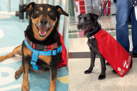 Perros con capa buscan familia en salas de cine de Medellín: adopte un superhéroe
