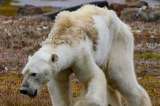 El famélico oso polar, una de las imágenes más desgarradoras que deja el cambio climático