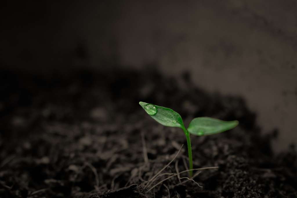 El abono es uno de los ingredientes clave en el sano crecimiento de una planta.