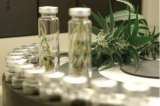 Protocolo de regulación de marihuana medicinal quedaría en manos del Gobierno