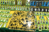 Incautan fauna exótica en la Feria del Libro de Bogotá