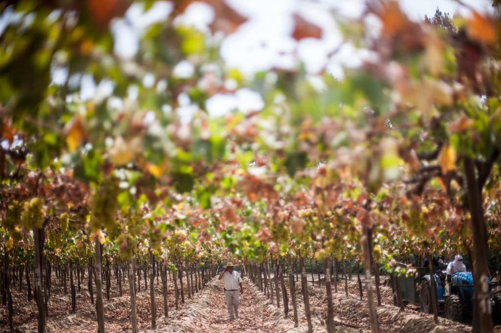 Cultivo de uvas para pisco en la hacienda Hoja Redonda. Ica, la cuna del pisco.