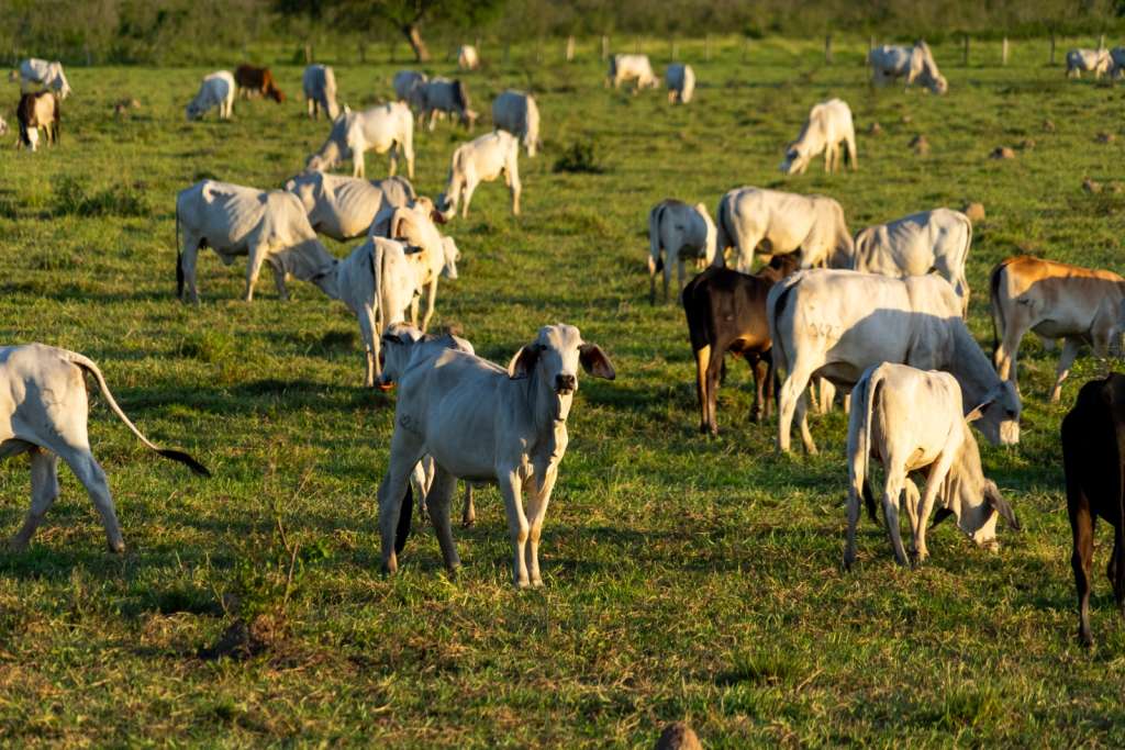 La ganadería, una práctica que se desarrolla en las sabanas inundables del Llano hace cientos de años, podría ayudar a conservar la biodiversidad en la Orinoquia.