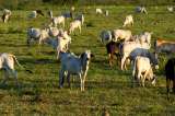 Volver 400 años en la historia y otras alternativas para un arroz más sostenible