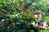 Producción cafetera creció 36% hasta 937.000 sacos en mayo de 2013
