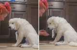 Así fue la increíble actuación de una perrita para llamar la atención de su dueña