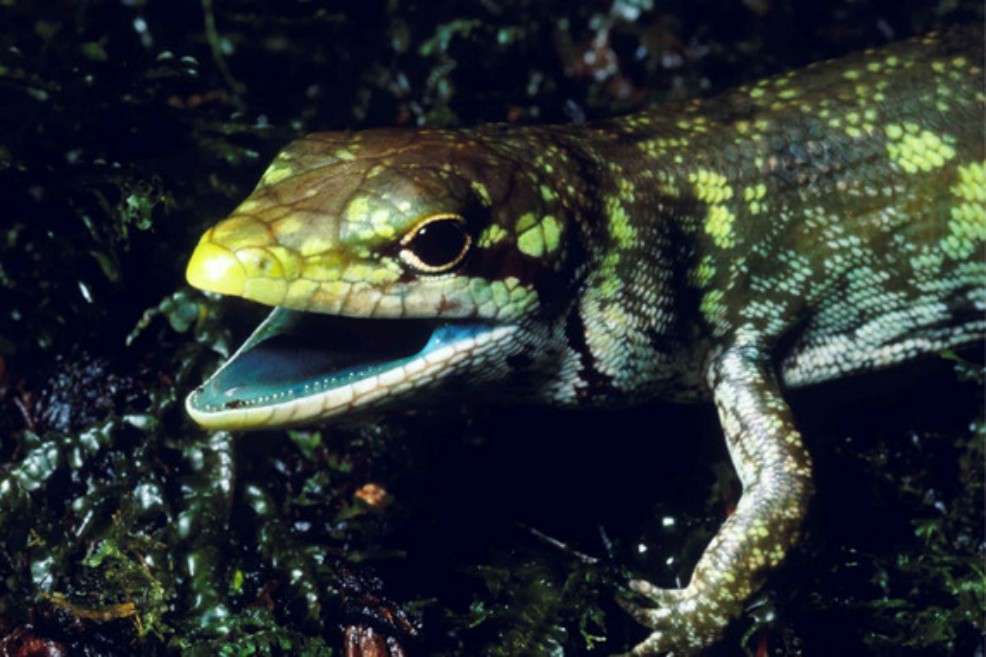 El "Prasinohaema prehensicauda" tiene sangre verde debido a las altas concentraciones de biliverdina, un pigmento verde y tóxico de la bilis. / Agencia Sinc - Chris Austin, LSU