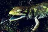 El misterio sin resolver de la sangre verde de algunos reptiles