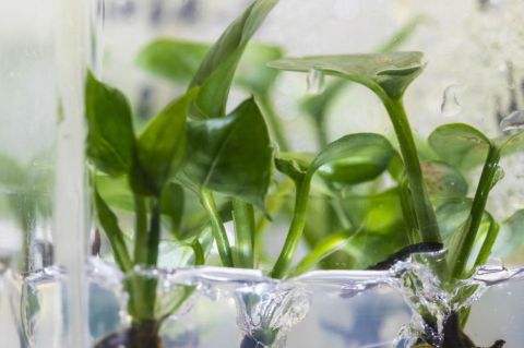 Investigadores desarrollan una planta para las casas que puede limpiar el aire de los hogares