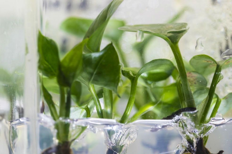 Investigadores desarrollan una planta para las casas que puede limpiar el aire de los hogares