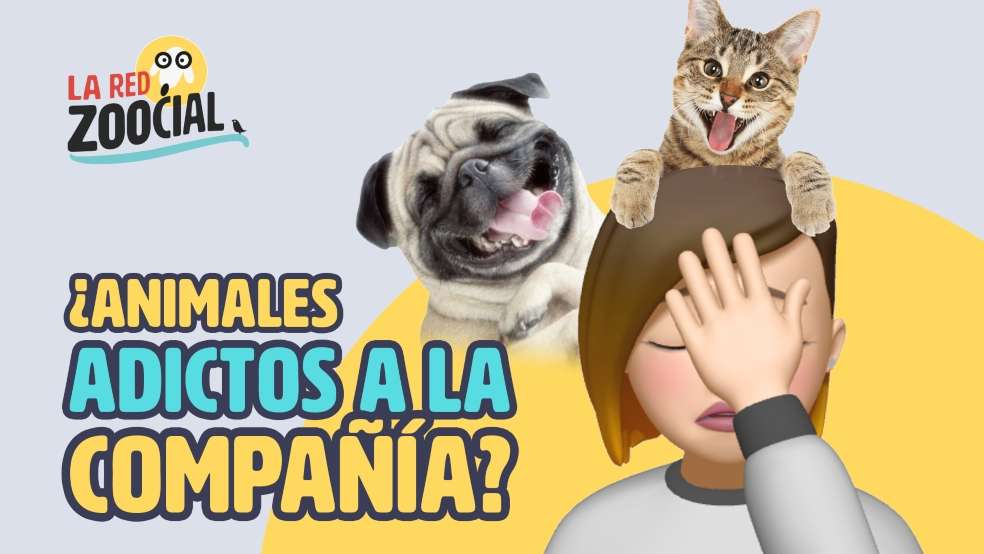 Ayude a su mascota a separarse de usted, con eso si le toca salir de la casa, ella no pasará un muy mal rato.