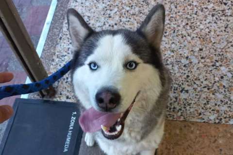 Familia pide a hombre que se llevó a su perro en noche de velitas que lo regrese