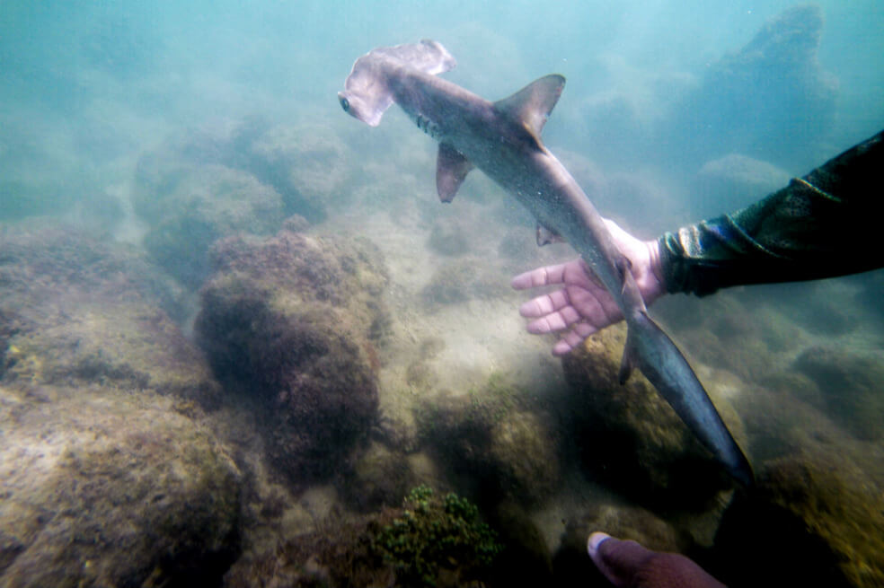 El tiburón martillo figura en la lista roja de especies amenazadas de la Unión Internacional para la Conservación de la Naturaleza. / AFP