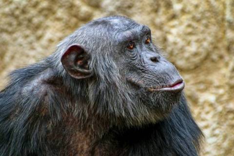 Los chimpancés tienen distintas estrategias de seducción para el apareamiento