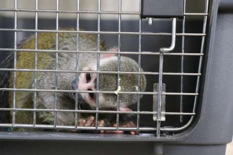 ¿Cómo denunciar el tráfico de animales silvestres en Bogotá?