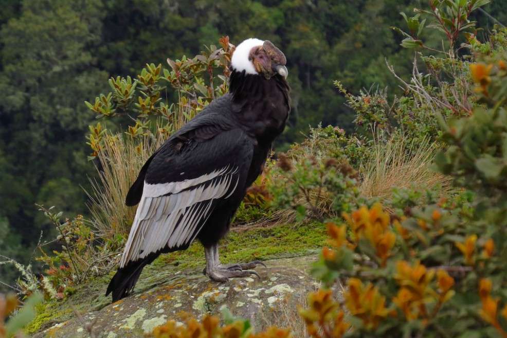 El estudio se enfocó principalmente en la adaptación de las aves. / Jorge Muñoz García, eBird Colombia.