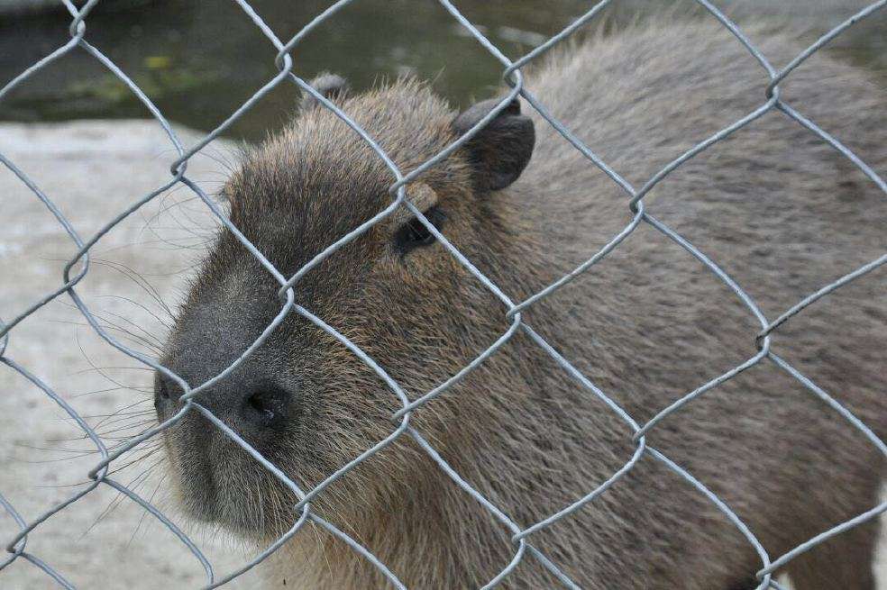 Hasta un chigüiro rescataron las autoridades en una de las fincas.