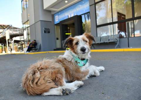 Talleres, adopciones y ollas comunitarias: así será la celebración del Día Mundial del Perro