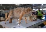En video: confiscaron animales disecados en el aeropuerto El Dorado