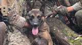 Yoda, el perro que ayudó en la captura del peligroso criminal Danelo Cavalcante