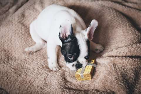 ¿Llegó la Navidad y no sabe qué regalar a su mascota? Aquí algunas opciones