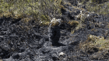 Incendio en Chingaza: ¿afectó los embalses que abastacen de agua a Bogotá?
