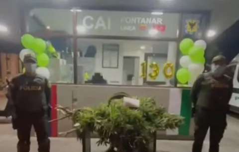 Extraño “regalo”: no era un árbol de navidad, era una mata de marihuana