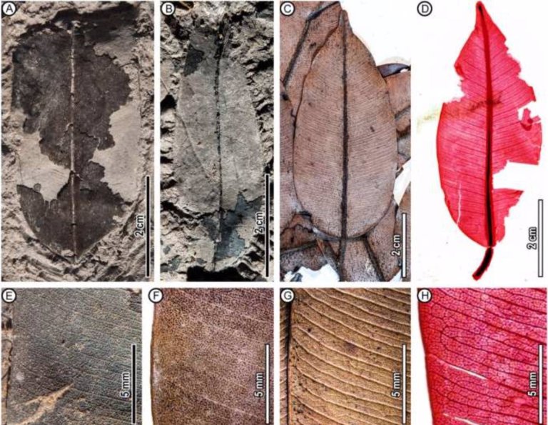 Científicos hallan, por primera vez, fósiles de un árbol en peligro de extinción