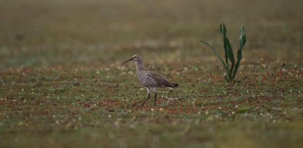 Actualmente, la Lista Roja de la Unión Internacional para la Conservación de la Naturaleza (UICN) evalúa al zarapito de pico fino como En Peligro Crítico. Los investigadores proponen que se cambie su categoría a "Extinto".