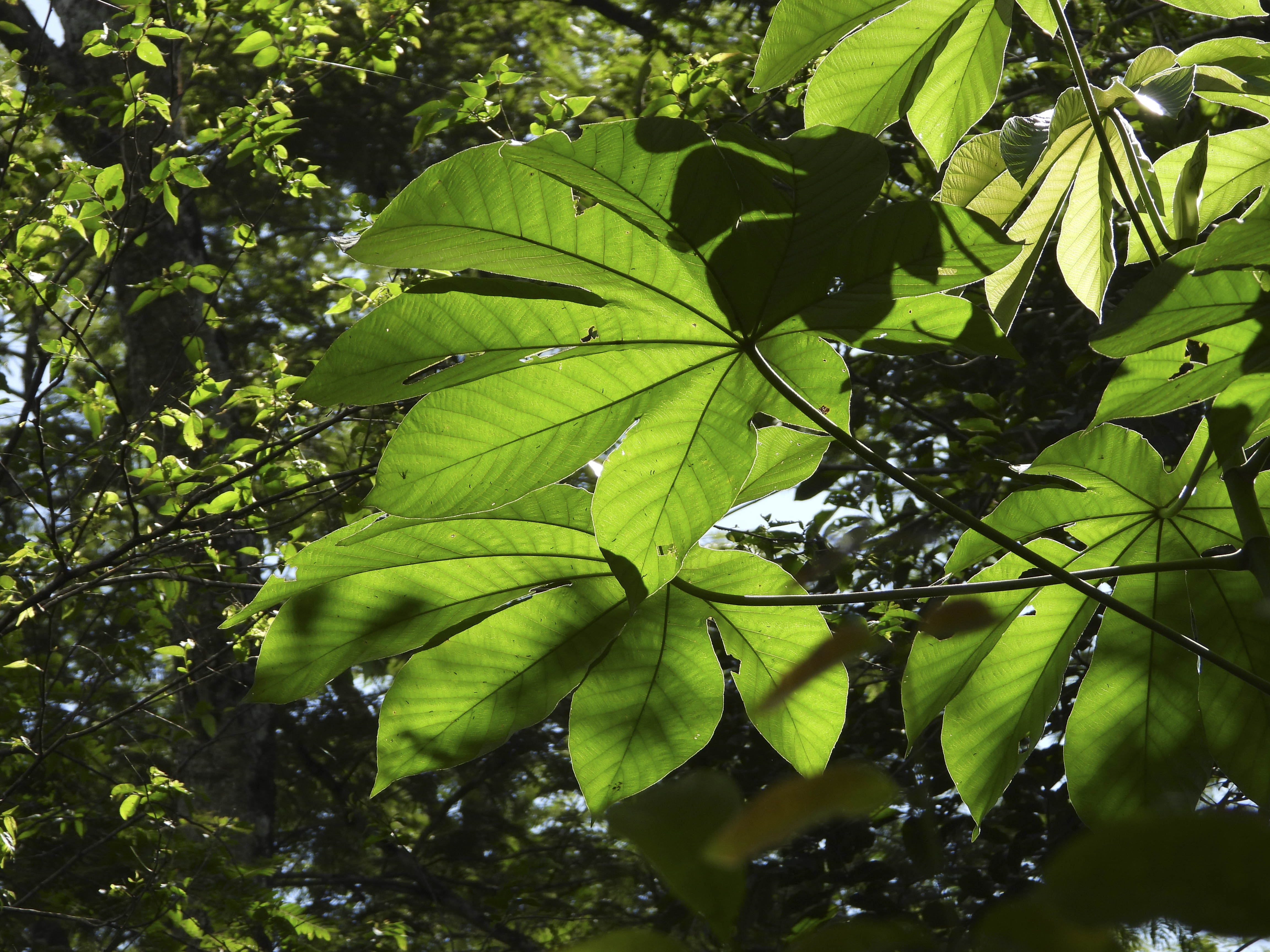 Yurumí: 800 hectáreas de  vida silvestre