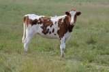 Un policía fue sancionado por atropellar a una vaca con su vehículo de servicio