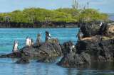 Recolectan datos genéticos de especies en Islas Galápagos