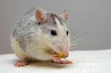 Las ratas reaccionan al ritmo de la música, según un estudio japonés