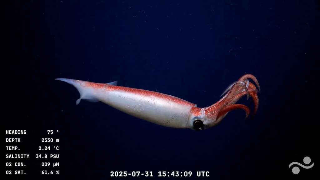Este video muestra un calamar a 2530 metros de profundidad en el Cañón de Mar del Plata, en el Mar Argentino, en el Océano Atlántico, a unos 300 km de Mar del Plata, provincia de Buenos Aires, Argentina. Foto de Handout / Schmidt Ocean Institute / ROV SuBastian