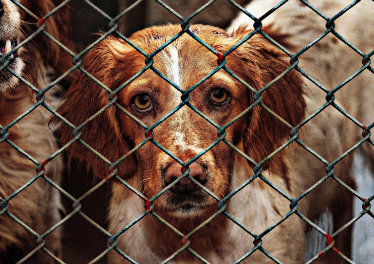¿Qué siente un perro cuando lo abandonan?