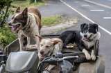 (Fotos) 10 cosas que odia su perro y que usted, quizás, no sabía