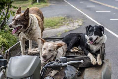 (Fotos) 10 cosas que odia su perro y que usted, quizás, no sabía