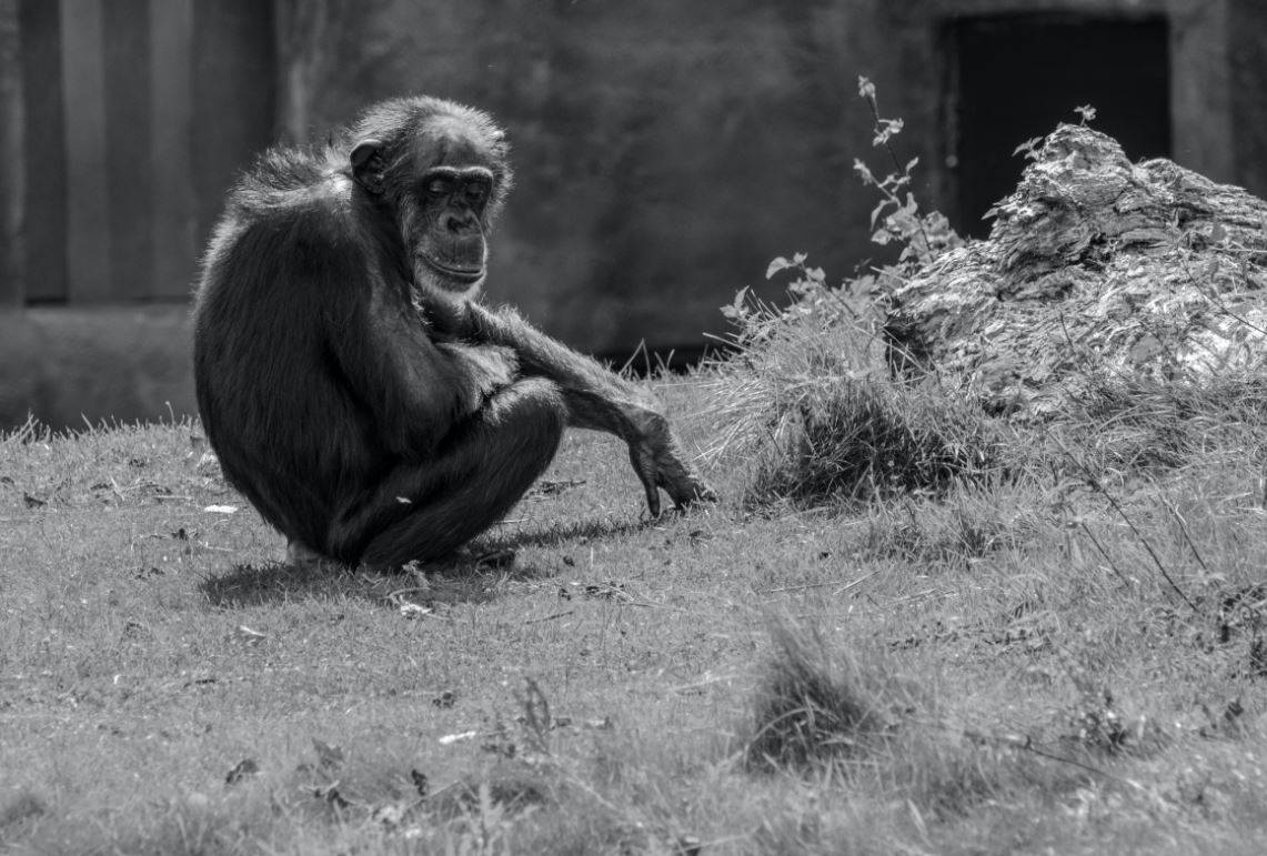 Los chimpancés se suelen distanciar de los individuos enfermos.