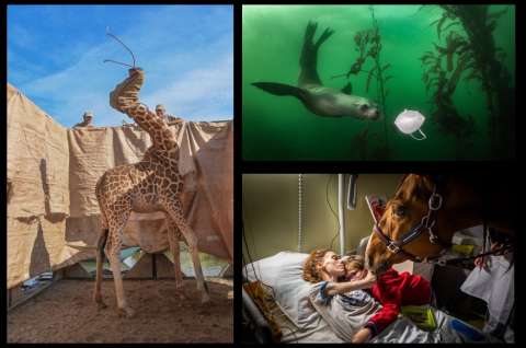 World Press Photo: las mejores fotografías que dejó el año de la pandemia