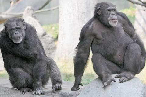 EEUU pone fin a la investigación con chimpancés