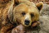 El oso grizzly de Yellowstone le gana la batalla al gobierno de Trump