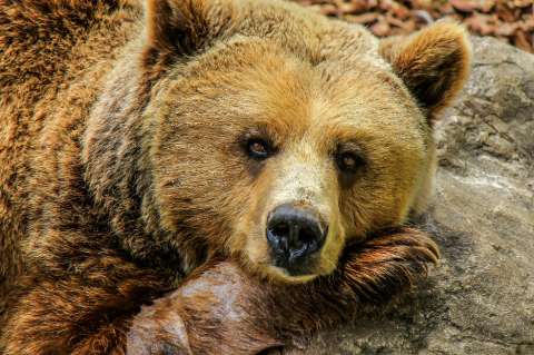 El oso grizzly de Yellowstone le gana la batalla al gobierno de Trump