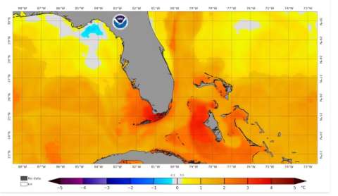 Dos especies icónicas e importantes de coral están funcionalmente extintas