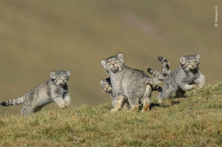 “When Mother Says Run”, fotografía ganadora en la categoría Comportamiento: Mamíferos