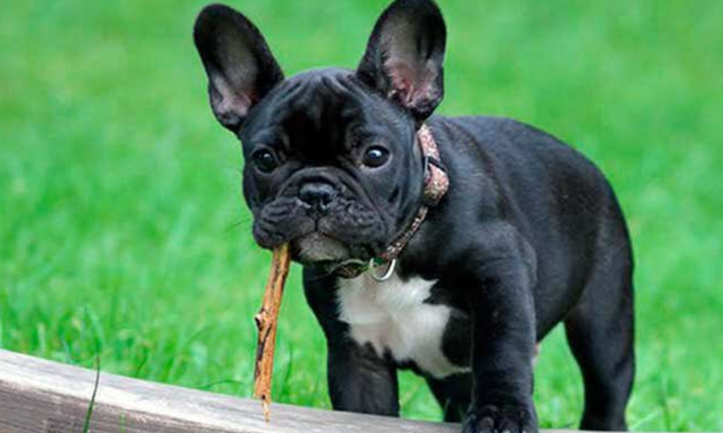 Perro bulldog