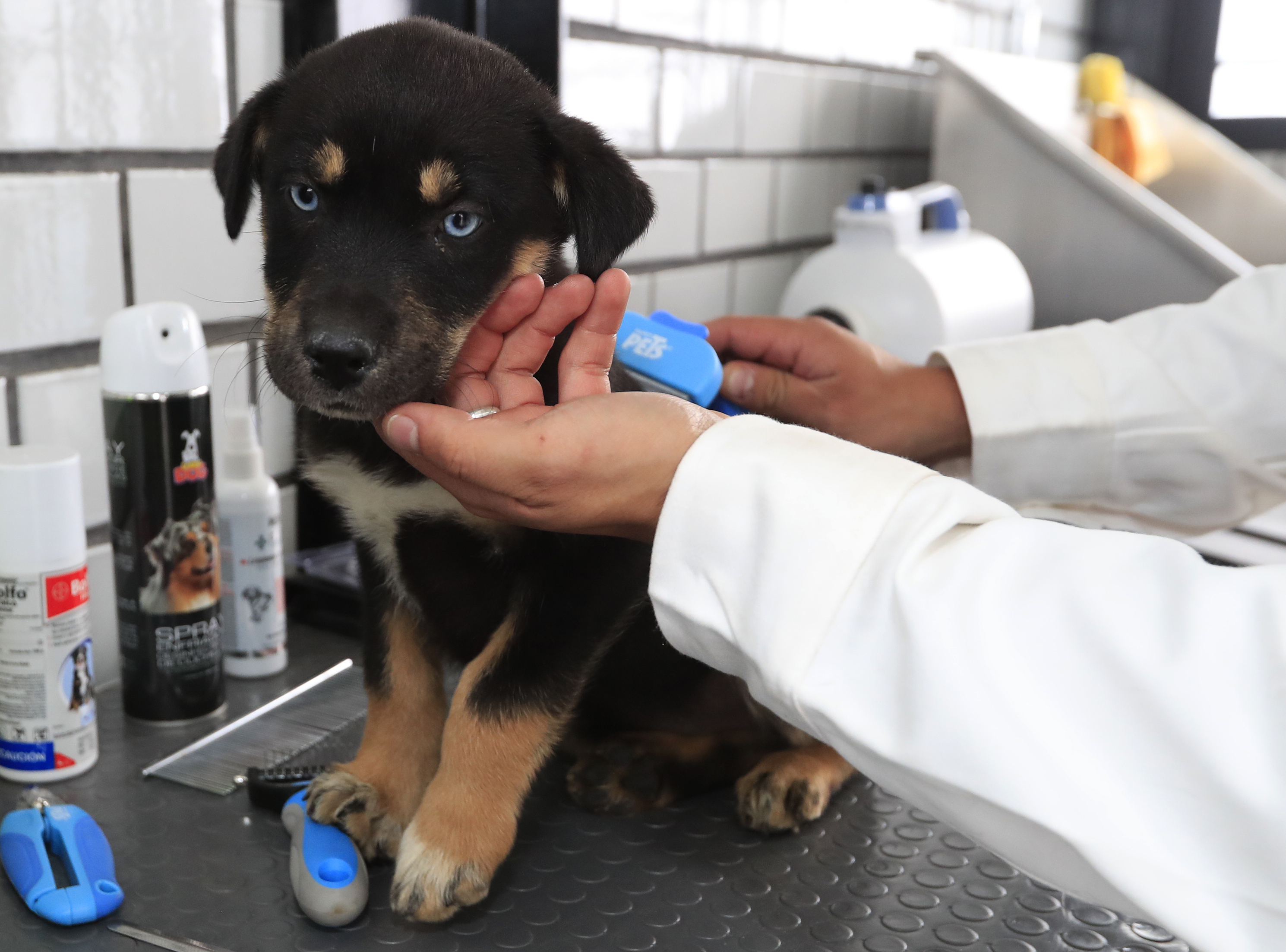 MEX6056. CIUDAD DE MÉXICO (MÉXICO), 25/05/2023.- Un cachorro canino es atendido por un veterinario en un hotel para perros y gatos inaugurado hoy, en la Ciudad de México (México). Con el objetivo de crear conciencia sobre los animales abandonados en calles de México, este martes se inauguró en la capital del país el primer hotel para perros y gatos que viven esta situación, el cual brinda estancia, veterinaria, esterilización, estética y adopción de manera gratuita. EFE/Mario Guzmán