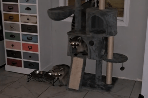(Video) Instala una puerta para sus gatos y termina recibiendo visitas inesperadas
