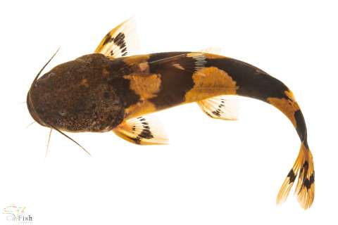 Descubren dos nuevas especies de bagre sapo en el río Cauca